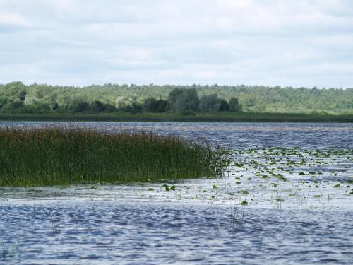 a large body of water with grass and weeds at Atpūtas namiņš in Burtnieki