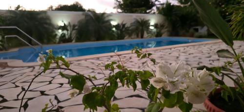 Blue Heaven by Nokar, Villa Salt pool Jacuzziの敷地内または近くにあるプール