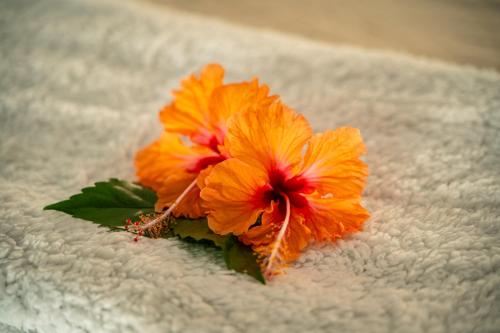 an orange flower sitting on a white towel at Beach House Beau Vallon in Beau Vallon