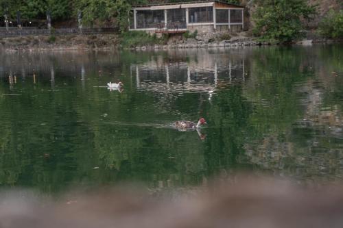 two ducks swimming in a lake with a house in the background at F & A Family Home in Zarós