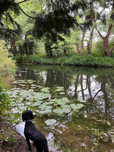a black dog standing next to a pond with lilies at Heron House in Warwick