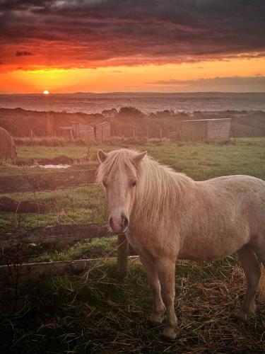 a white horse standing in a field at sunset at Quiet peaceful relaxing off grid Campervan Seaview and Ponies in Carbis Bay
