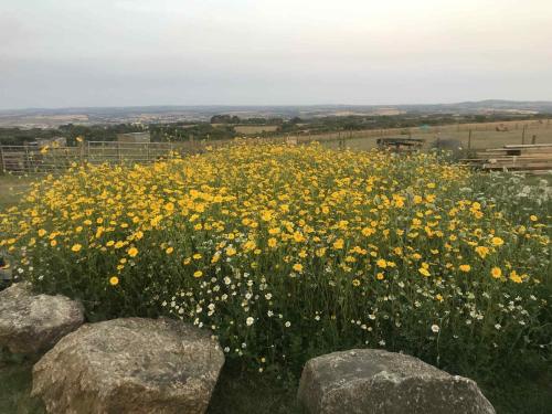 a field of yellow flowers in a field with rocks at Quiet peaceful relaxing off grid Campervan Seaview and Ponies in Carbis Bay