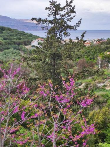 a tree on top of a hill with pink flowers at Georgia's Dream House in Koprána