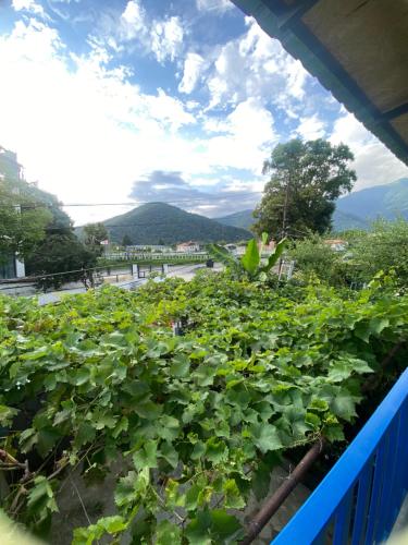 a field of plants with mountains in the background at Mountain breeze in Lagodekhi