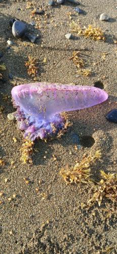 a purple shell on the sand on the beach at hotel vivo por ella in Capurganá