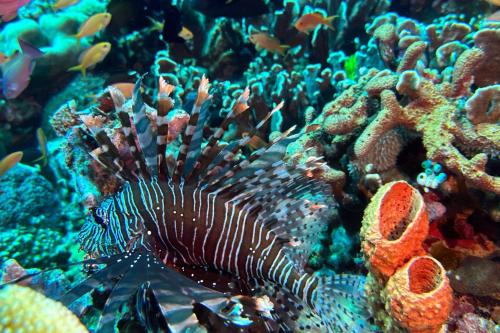 a lionfish on a colorful coral reef at The New Gili Kolanta Indah in Gili Air
