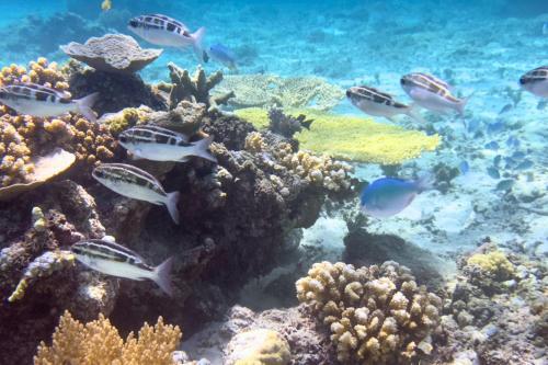 a group of fish on a coral reef at The New Gili Kolanta Indah in Gili Air