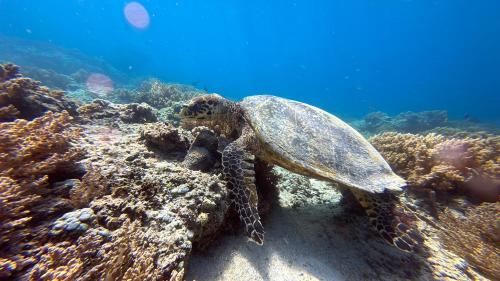 a sea turtle swimming over a coral reef at The New Gili Kolanta Indah in Gili Air