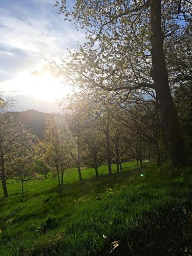 a field of grass with trees in the background at Suschethof in Oppenau