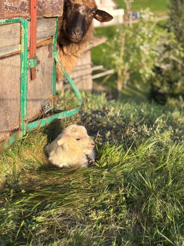 a sheep standing next to a baby lamb in the grass at Suschethof in Oppenau