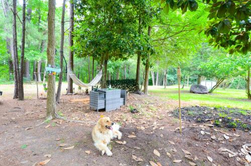 a dog sitting on the ground in a park at Private 1 Acre Retreat, Spa, Firepit, Gym, Chickens, King Suite, Pets in Wake Forest