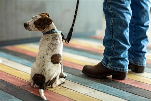 a dog sitting on a leash next to a person at Studio 6-Richmond, VA - I-64 West in Richmond