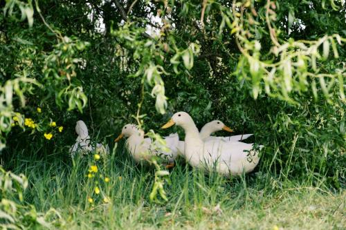 three ducks sitting in the grass under a tree at Bonnie's Shepherd's Hut - Wellness & Hot Tub in Nottingham