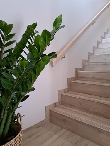 a staircase with a potted plant next to it at Apartamenty Wałowa 7 in Rewa