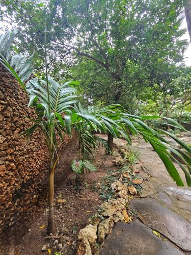 a small palm tree next to a stone wall at Palm Sunrise in Diani Beach