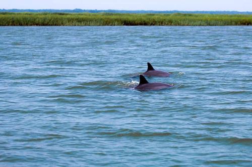 two dolphins swimming in a body of water at 385 Wahoo Drive in Fripp Island
