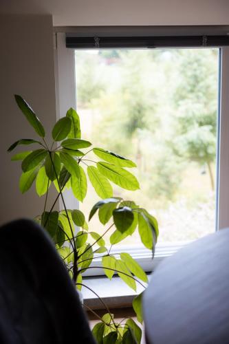 a green plant sitting in front of a window at De Weldoeninge in Wingene