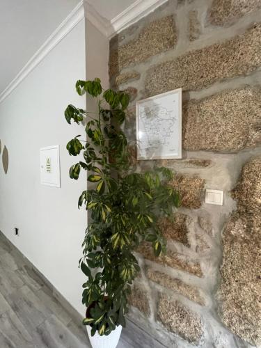a plant in a corner of a stone wall at Casa da Burra in Alijó