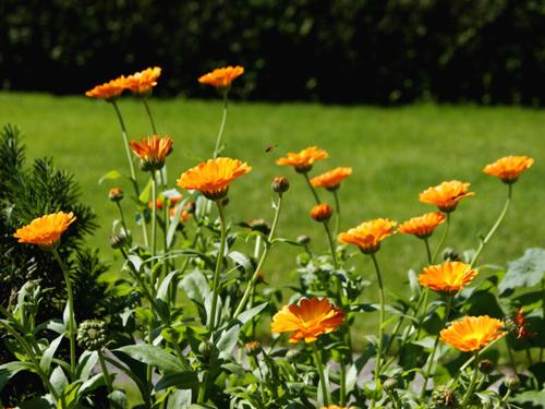 a bunch of orange flowers in a field at Apartment am Wolfgangsee in Strobl