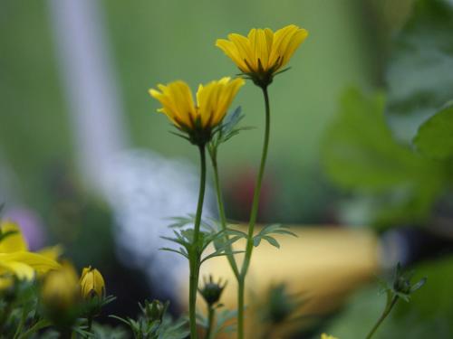 a group of yellow flowers in a plant at Apartment am Wolfgangsee in Strobl
