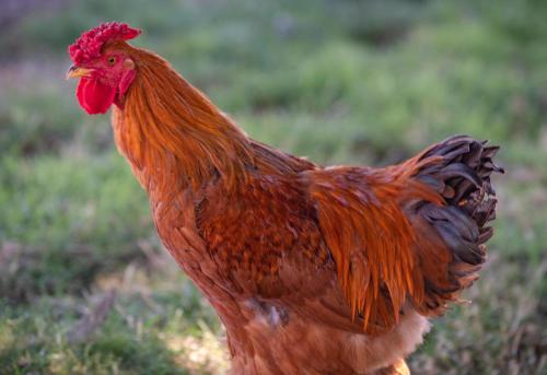 Άλλα ζώα σε αυτή η παραθεριστική κατοικία ή στη γύρω περιοχή