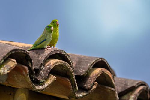 two green birds sitting on top of a roof at Hotel Campestre Montecarlo in Montenegro