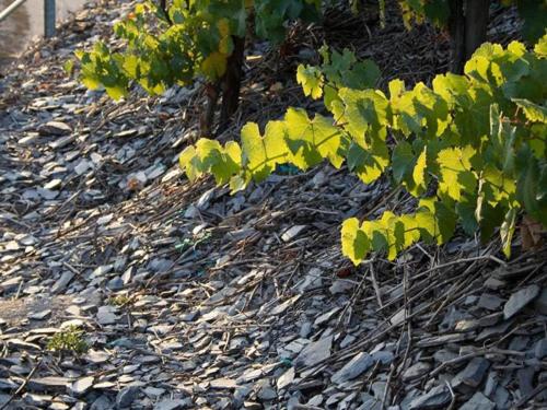 Κήπος έξω από το Wine Country Apartment