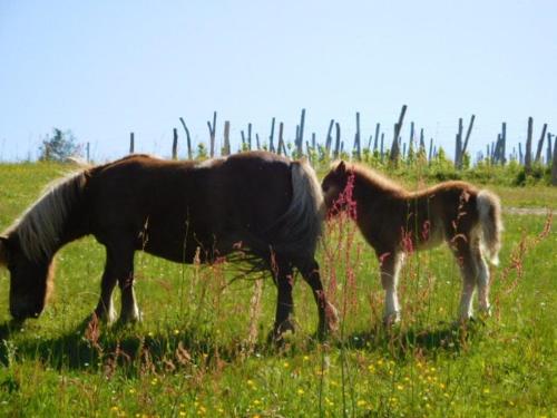 a horse and a baby horse standing in a field at Domaine Garmidou in Lucq-de-Béarn