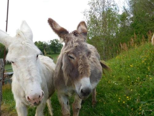 a donkey and a cow standing in a field at Domaine Garmidou in Lucq-de-Béarn