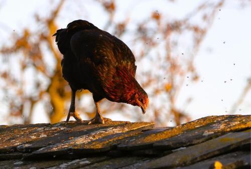 a black bird standing on top of a roof at Róka - tanya in Šupljak