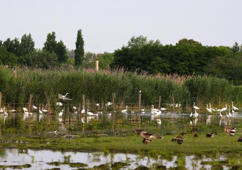 a group of ducks swimming in a pond at Róka - tanya in Šupljak