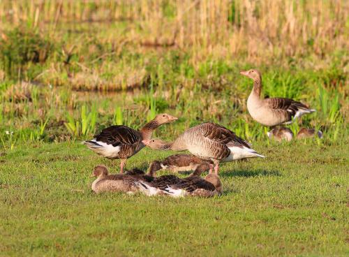 a group of ducks standing in the grass at Róka - tanya in Šupljak