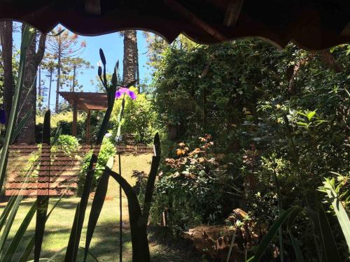 a garden with plants and a purple flower at Refúgio das Araucárias in Campos do Jordão