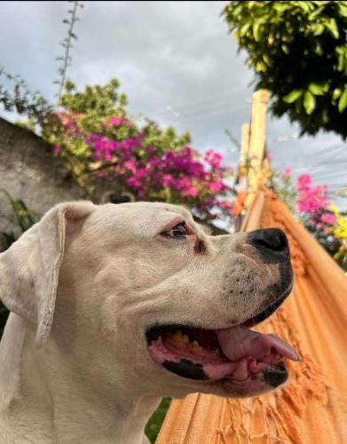 a close up of a dog with its tongue at Casa Clorophila, suíte master completa com banheira, para 3 hóspedes in Vila Velha