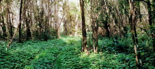 a forest filled with lots of green plants and trees at Los Lapachos. La naturaleza es acá 