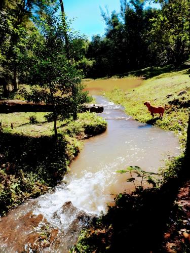 a dog standing next to a stream of water at Los Lapachos. La naturaleza es acá 
