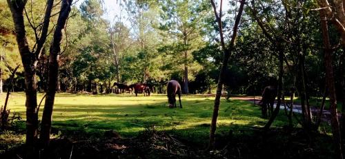 a group of horses grazing in a field with trees at Los Lapachos. La naturaleza es acá 