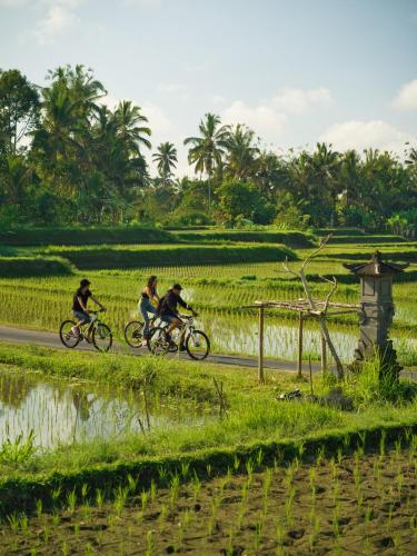 three people riding bikes down a road near a rice field at Nandini Jungle by Hanging Gardens in Payangan