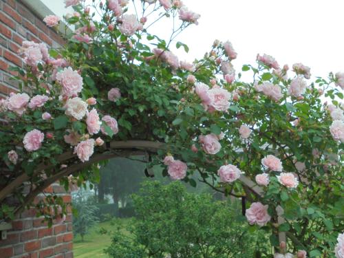 a bunch of pink roses hanging from a brick wall at Hotel-Garni Herzog in Loher Ostmark