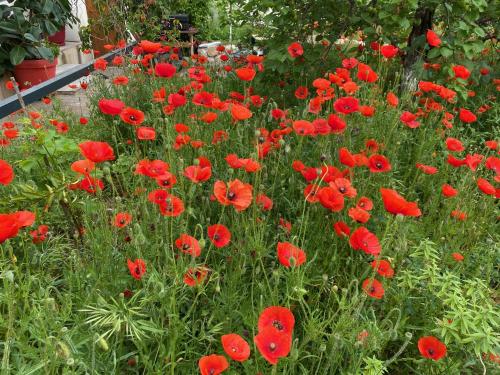 Maisonnette de Jardin photo 30