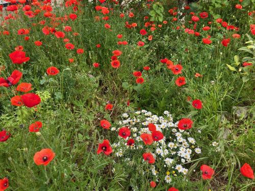 Maisonnette de Jardin photo 29