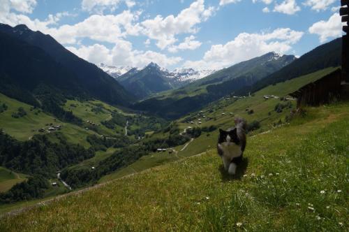a dog walking on a grassy hill overlooking a valley at Hotel Alpina in Lumbrein