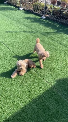 two dogs playing on the grass in a field at 茶々ハウス in Fujiyoshida
