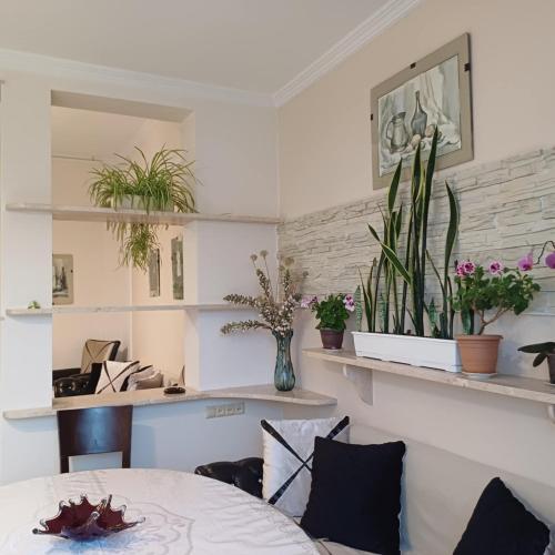 a room with a table and plants on shelves at BIS-A Guesthouse in Makhinjauri