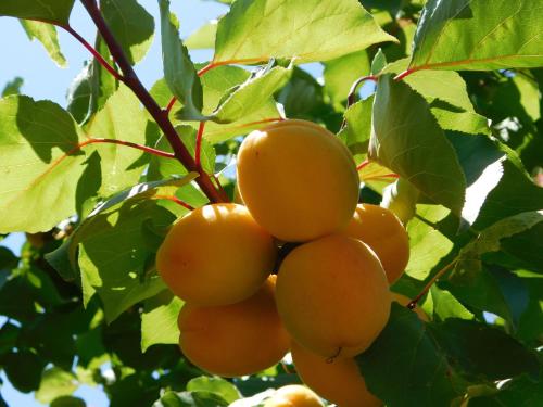 Maisonnette de Jardin photo 38
