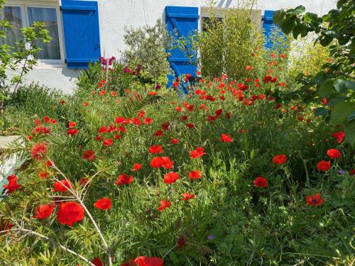 Maisonnette de Jardin photo 41