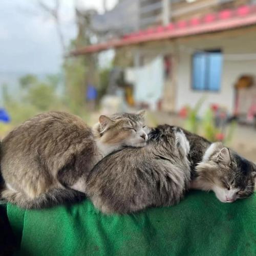 three cats sleeping on top of each other at Brindavan Homestay in Mirik