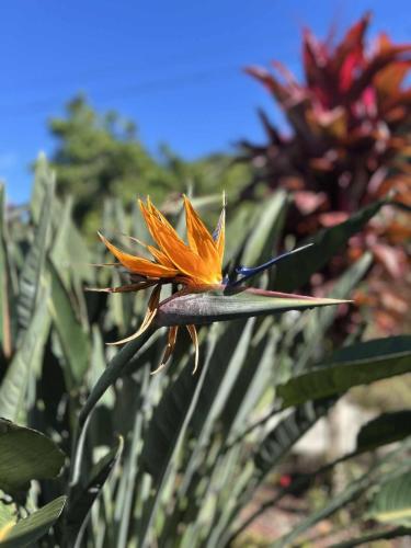 une fermeture d'une fleur orange sur une plante dans l'établissement Notre Z'oiseau de Paradis, à Saint-André
