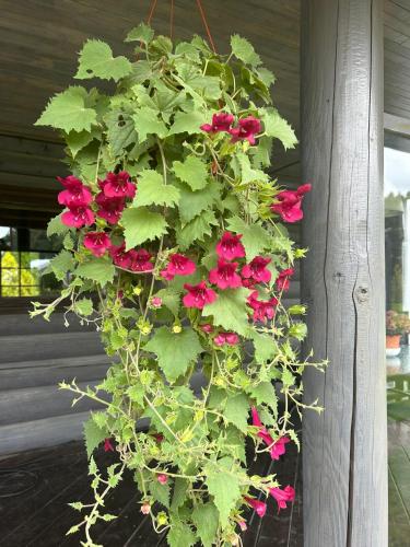 a bunch of red flowers in a hanging planter at Brīdis Sev in Ķekava